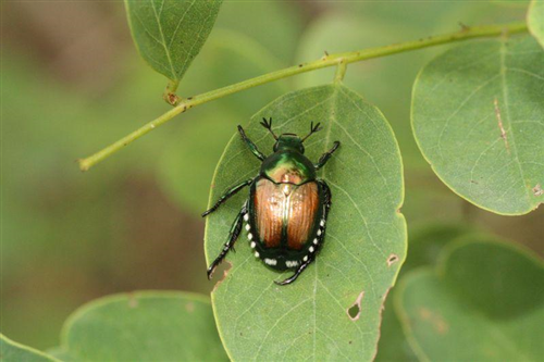 Lotte obbligatorie - Coleottero scarabeide del Giappone (Popillia japonica Newman)